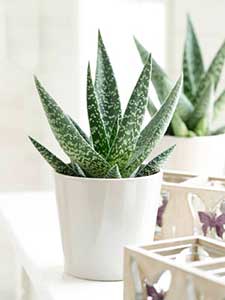Plantas de Haworthia