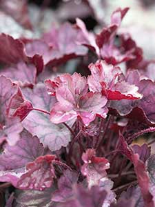 Heuchera