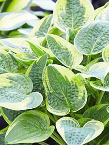 Plantas de Jardín Perennes