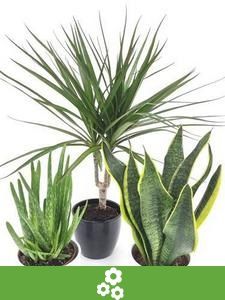 Combinaciones de Plantas de Interior