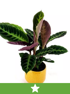 Nuevas plantas de interior