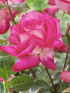 Rosas de Té Híbrido