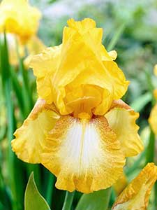 Iris