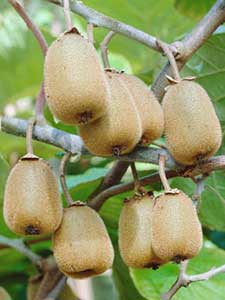 Kiwiplantas