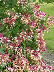 Lonicera - Madreselva