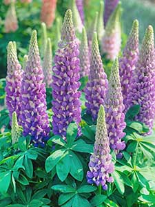 Lupinus