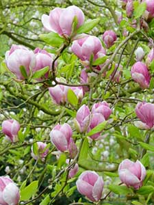 Magnolias