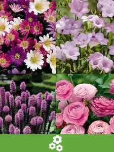 Paquetes Económicos de Bulbos de Flores