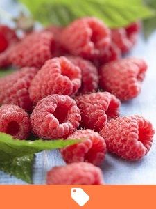 Árboles Frutales en Oferta