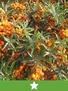 Nuevas especies de frutas