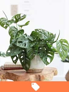 Ofertas de Plantas de Interior