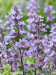 Nepeta