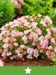 Nuevas plantas de jardín