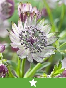 Nuevas Plantas Perennes
