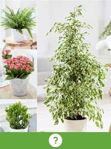 Otras plantas de interior