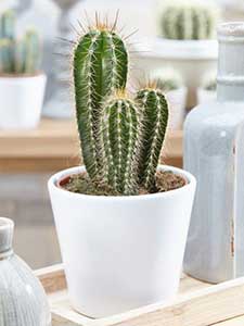 Cactus Pachycereus