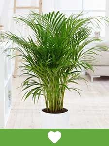 Plantas de Interior Populares