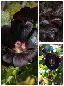 Plantas Perennes Negras