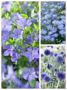 Plantas Perennes Azules