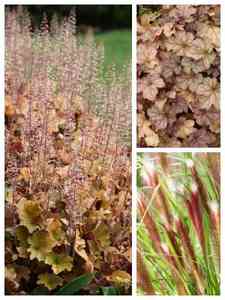 Plantas perennes marrones