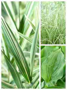 Plantas Perennes Verdes