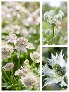 Plantas perennes grises