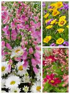 Plantas de Jardín Perennes