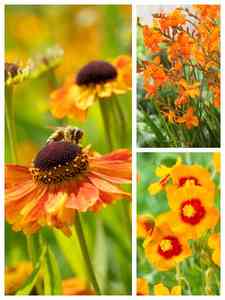 Plantas perennes naranjas