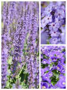 Plantas Perennes Púrpuras