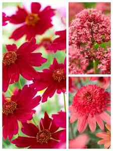 Plantas Perennes Rojas