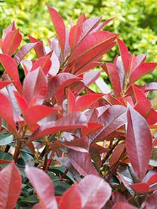Photinia - Glansmispel