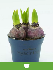 Bulbos de flores en macetas