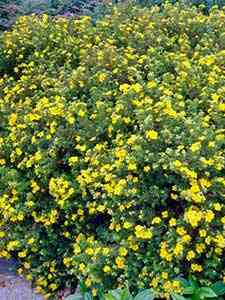 Arbustos de Potentilla