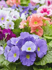 Primula - Flor de la llave