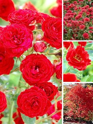 Plantas de jardín rojas