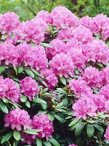 Rododendro