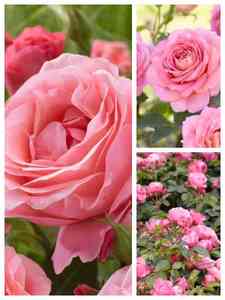 Rosas Rosadas