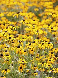Rudbeckia - Sombrero de sol