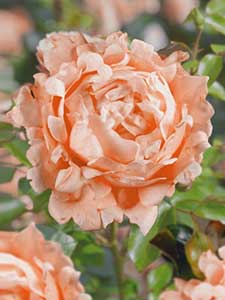 Rosa de Flecos