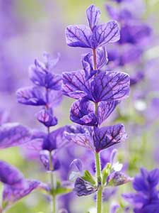 Salvia perenne