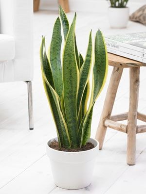 Plantas de Sanseveria