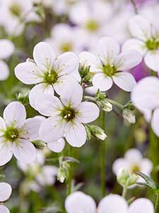Saxifraga