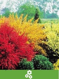 Colección de Arbustos