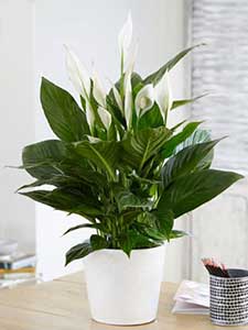 Plantas de Spathiphyllum