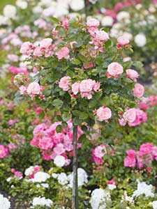 Rosas de tallo corto