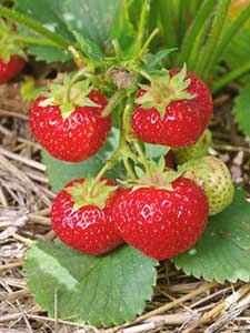 Plantas de Fresas