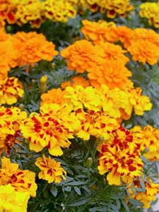 Tagetes