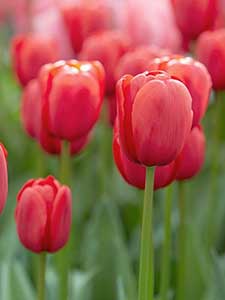 Tulipanes