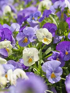 Violas
