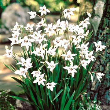 Acidanthera murielae